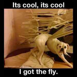 Obrázek 'fly dog'