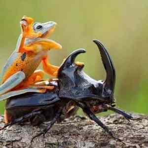 Obrázek 'frog riding a beetle'