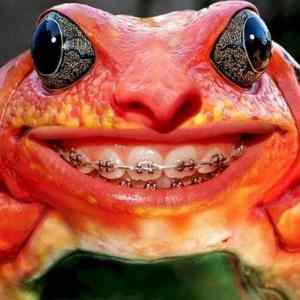 Obrázek 'frog smile'