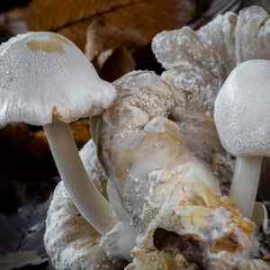 Obrázek 'fungi bila supinata'