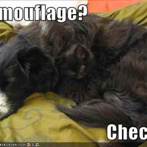 Obrázek 'funny-pictures-cat-dog-camouflage'