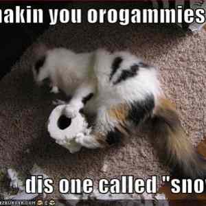 Obrázek 'funny-pictures-your-cat-is-making-you-origami'