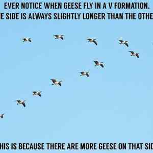 Obrázek 'geese-fly-formation'