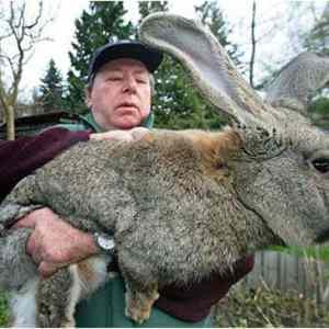 Obrázek 'gigantic-bunny'