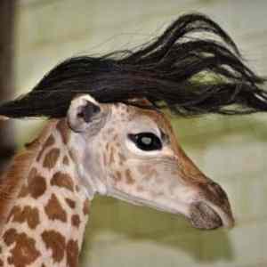 Obrázek 'giraffe hair'