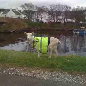 Obrázek 'goat-safety-first'