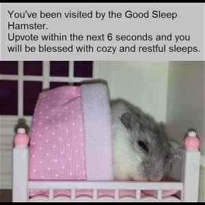 Obrázek 'good sleep hamster'