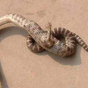 Obrázek 'hadova svacinka'