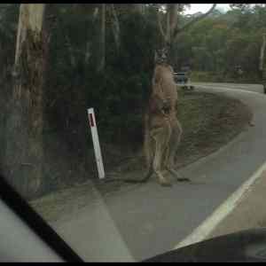 Obrázek 'hitchhiker  '