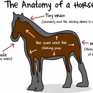 Obrázek 'horse anatomy'