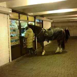 Obrázek 'horse in the city'