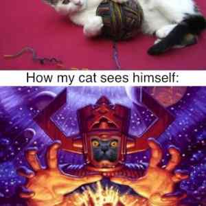 Obrázek 'how my cat sees himself'