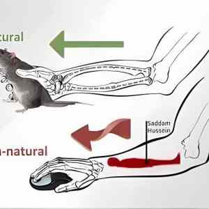 Obrázek 'how to hold a mouse'