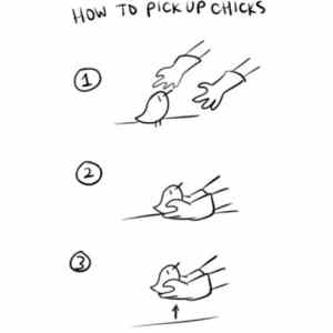 Obrázek 'how to pick up chicks'