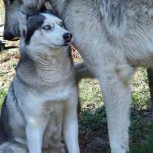 Obrázek 'husky vs wolf'