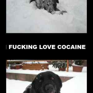 Obrázek 'i fucking love cocaine copy'