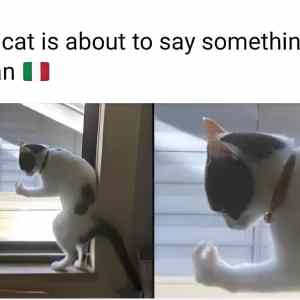 Obrázek 'italian cat'