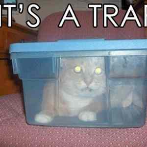 Obrázek 'its-a-trap-cat'