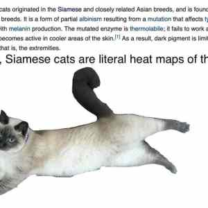 Obrázek 'kitty heatmap'