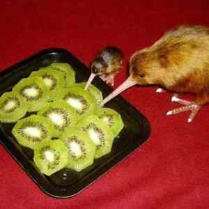 Obrázek 'kiwi kanibalismus'