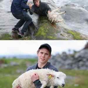 Obrázek 'lamb rescue fixed'