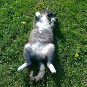 Obrázek 'lazy cat is lazy'