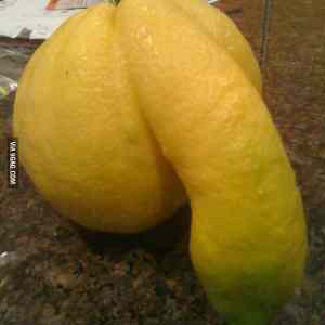 Obrázek 'lemondick'