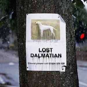 Obrázek 'lost-dalmatian-sign'