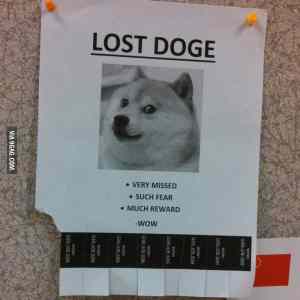 Obrázek 'lost doge  '