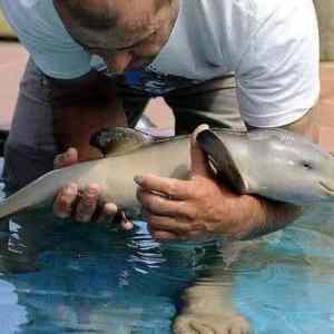 Obrázek 'male mlade delfine'