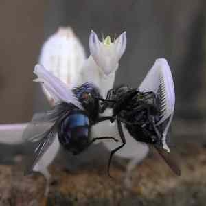 Obrázek 'mantis2flies-nowkith'