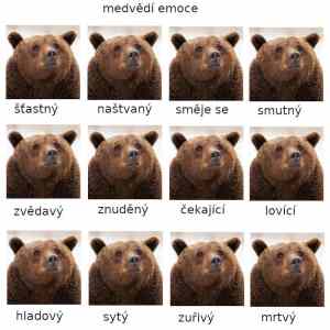 Obrázek 'medvedi emoce'