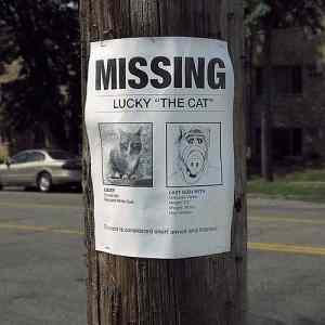 Obrázek 'missing lucky thevcat'