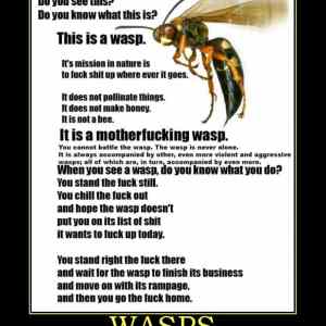 Obrázek 'motivational-animal-bug-wasps'