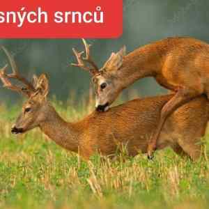 Obrázek 'mrd krasnych srncu'