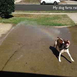 Obrázek 'my dog farts'