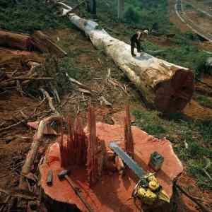 Obrázek 'national geographic - big tree'