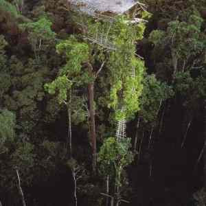Obrázek 'new guinean treehouse'