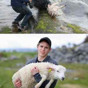 Obrázek 'next lamb rescue'