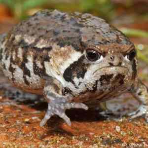 Obrázek 'nope frog'