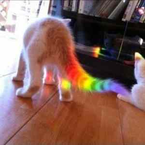 Obrázek 'nyan cat exist'