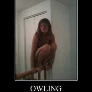 Obrázek 'owling1'
