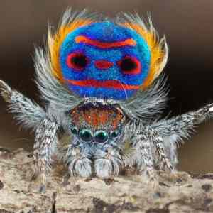 Obrázek 'peacock-spider-jurgen-otto-12'