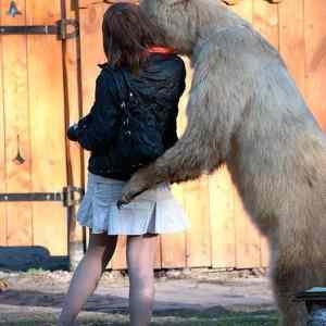 Obrázek 'pedobear nazivo'