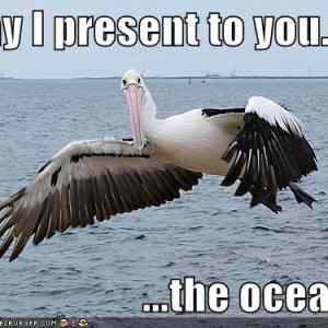 Obrázek 'pelican-shows-you-the-ocean'