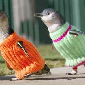 Obrázek 'penguins in sweaters'