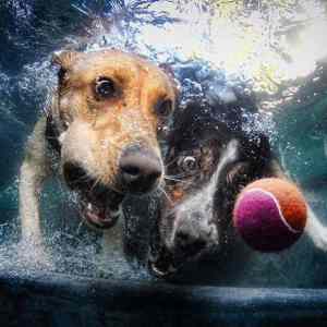 Obrázek 'pes voda lopta'