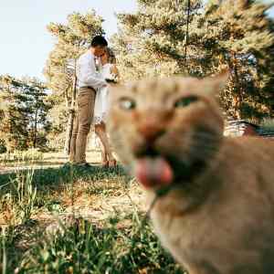 Obrázek 'photobombingCAT'