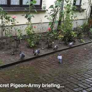 Obrázek 'pigeon-army'