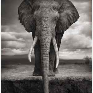 Obrázek 'pijici slon'